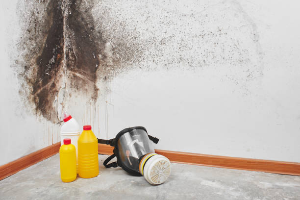 Best HVAC Mold Remediation in Crestwood, KY