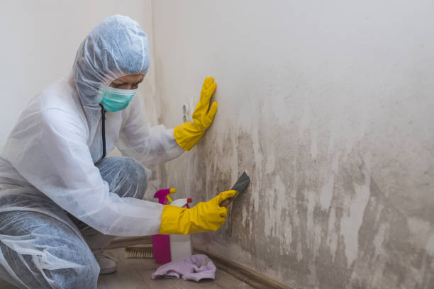 Best HVAC Mold Remediation in Crestwood, KY