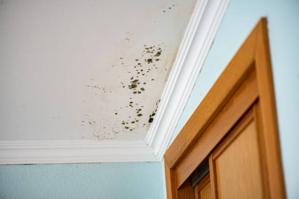 Best Emergency Mold Remediation in Crestwood, KY