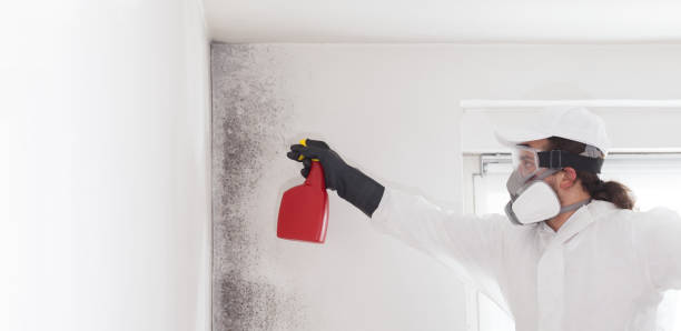 Best Crawl Space Mold Remediation in Crestwood, KY