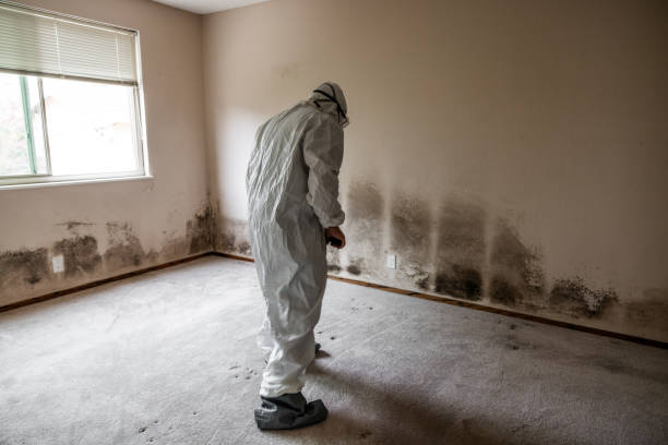 Best Commercial Mold Remediation in Crestwood, KY
